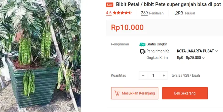 Bibit Pete Pendek Berbuah Lebat