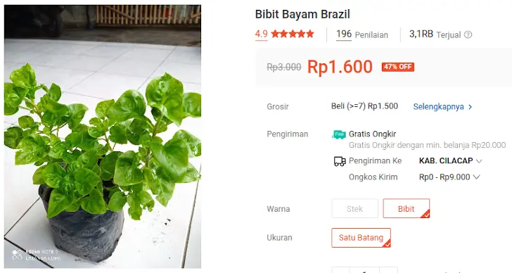 bibit bayam brazil