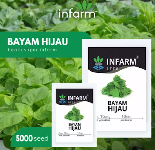 bibit bayam hijau infarm