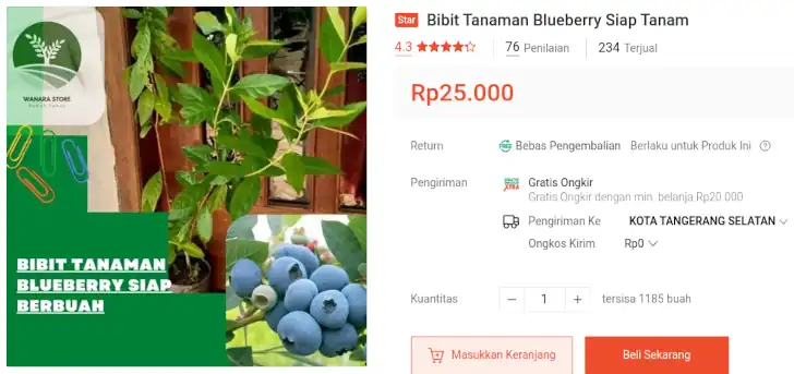 bibit blueberry hidup