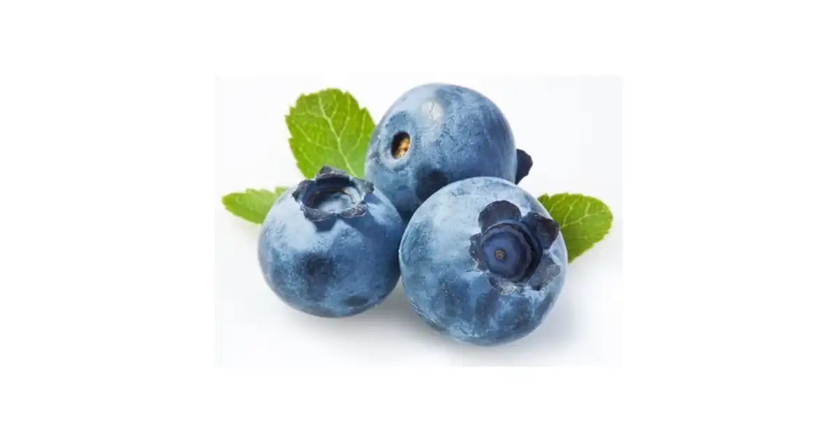 bibit blueberry terbaik