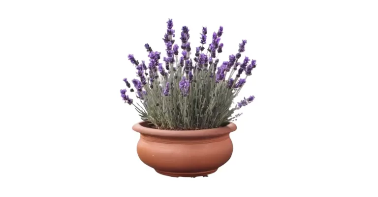 bibit bunga lavender terbaik