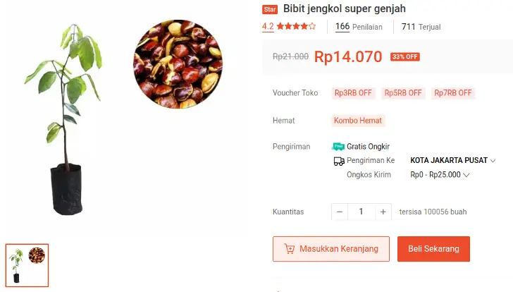 bibit jengkol tabulampot cepat berbuah