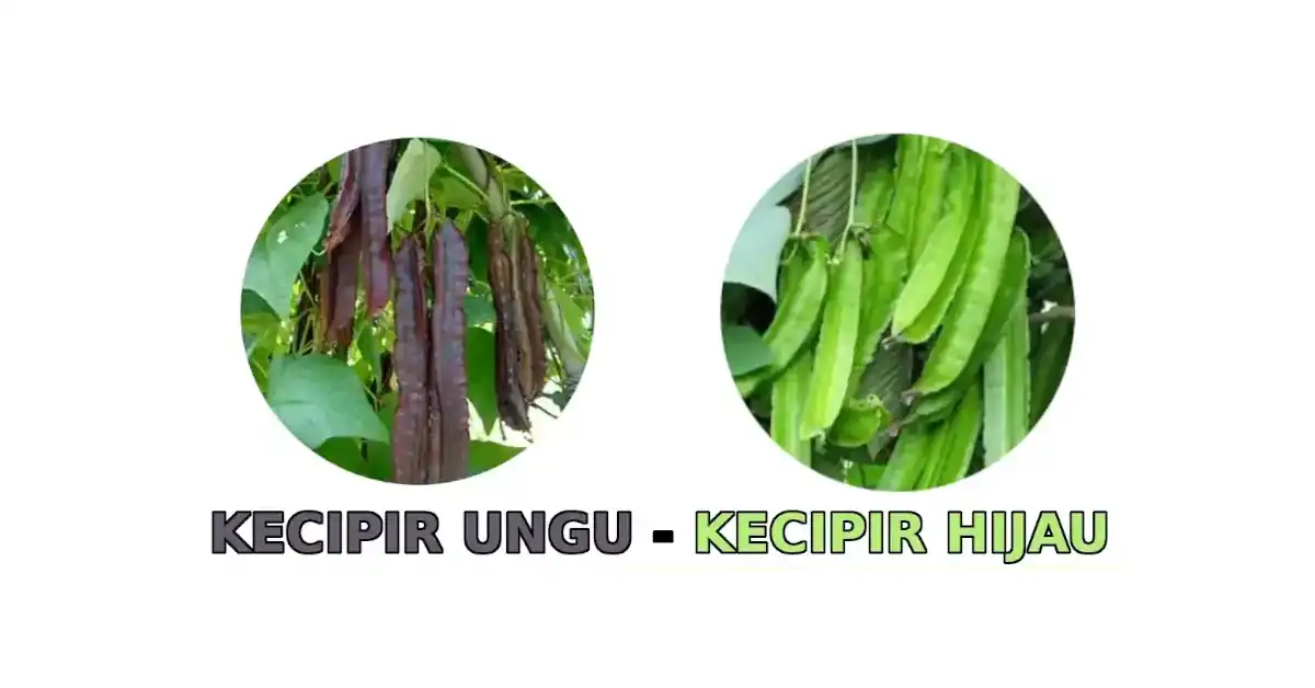 bibit kecipir terbaik