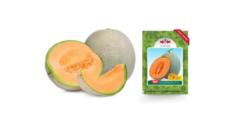 bibit melon terbaik