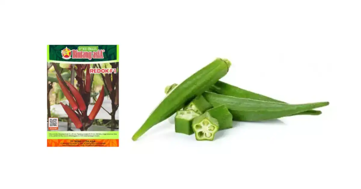 bibit okra terbaik