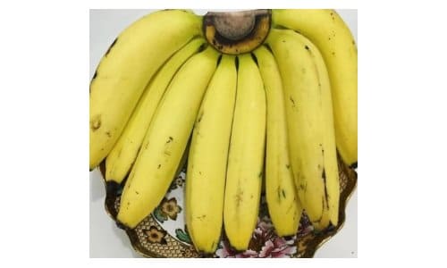 bibit pisang ambon kuning