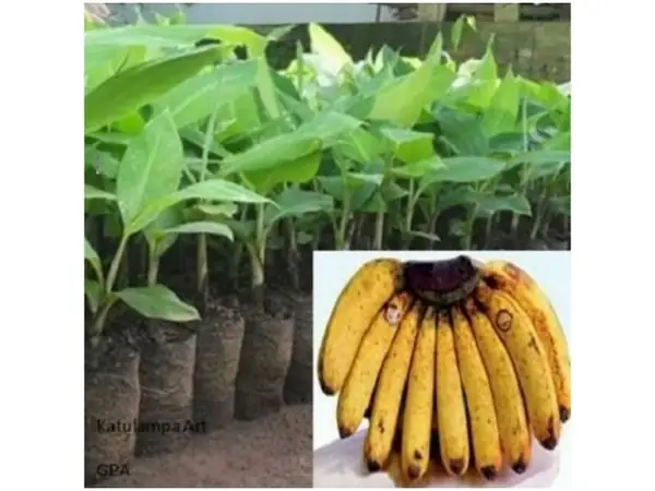 bibit pisang barangan