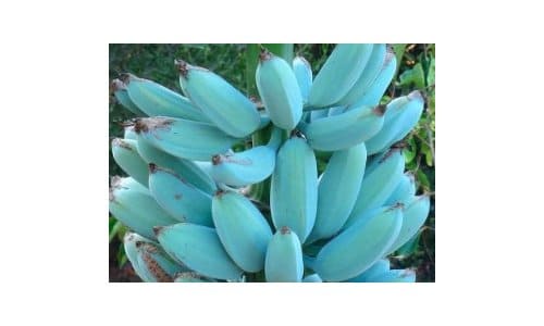 bibit pisang biru blue java banana