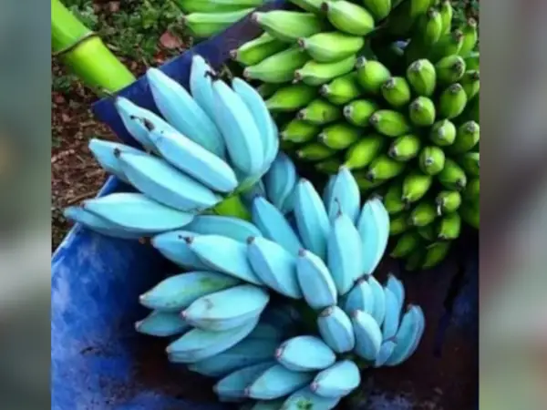 bibit pisang blue java
