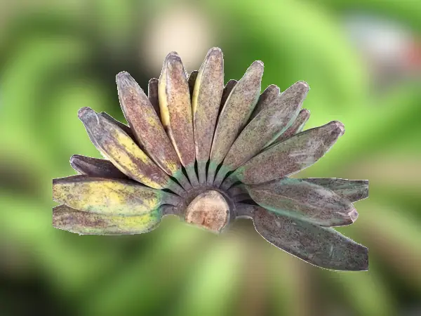 bibit pisang kepok kuning