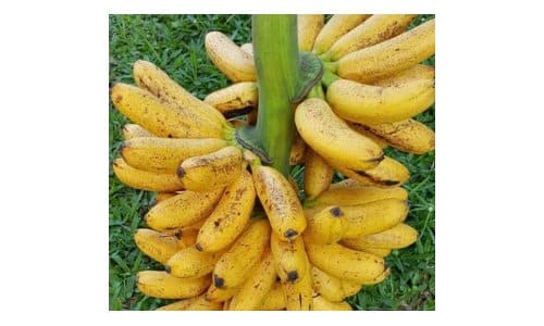 bibit pisang mas kirana