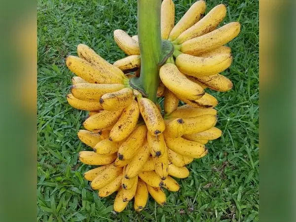 bibit pisang Mas