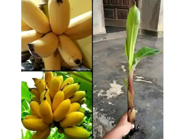 bibit pisang muli