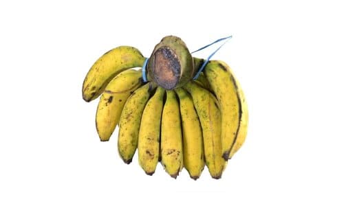 bibit pisang raja bulu