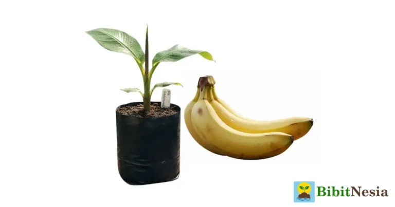 10+ Rekomendasi Bibit Pisang Terbaik, Pisang Cavendish, Raja, Tanduk, DLL 2 bibit pisang terbaik