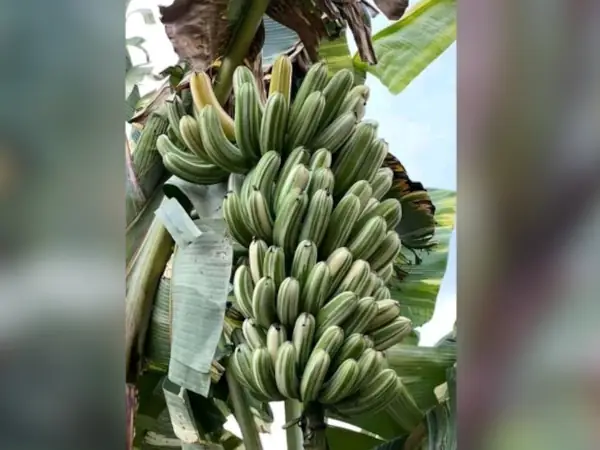 bibit pisang Varigata