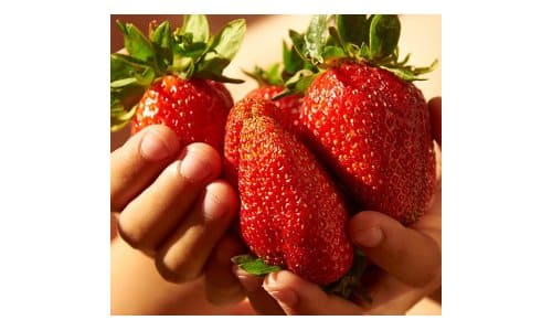 bibit strawberry jumbo