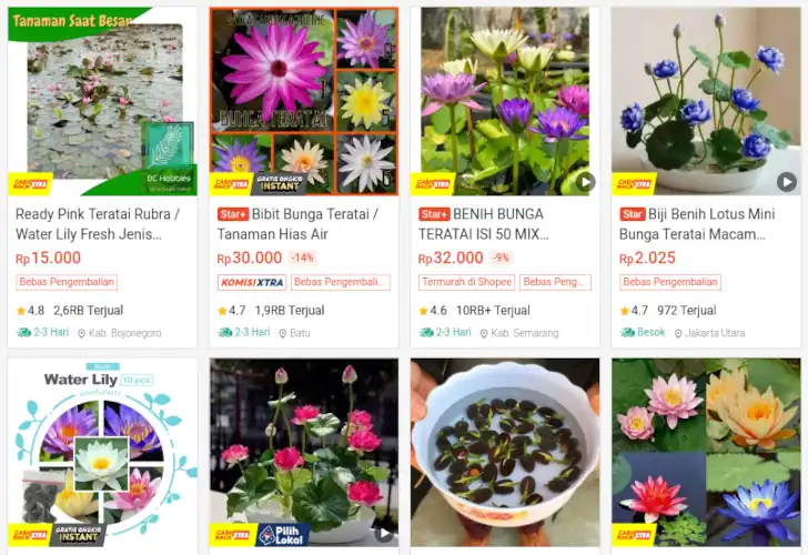 bibit teratai shopee