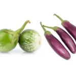 bibit terong terbaik