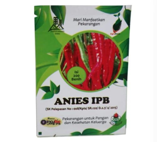 cabe Anies IPB