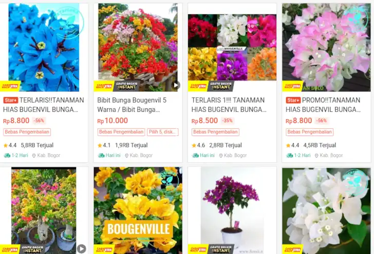 harga bibit bunga bougenville