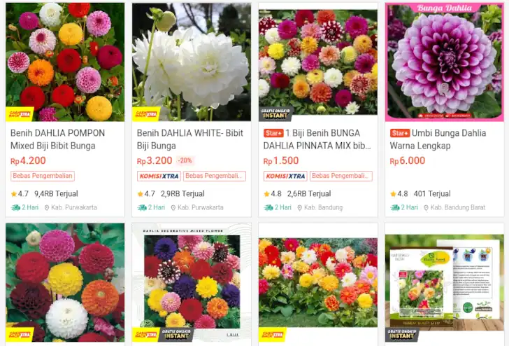 harga bibit bunga dahlia