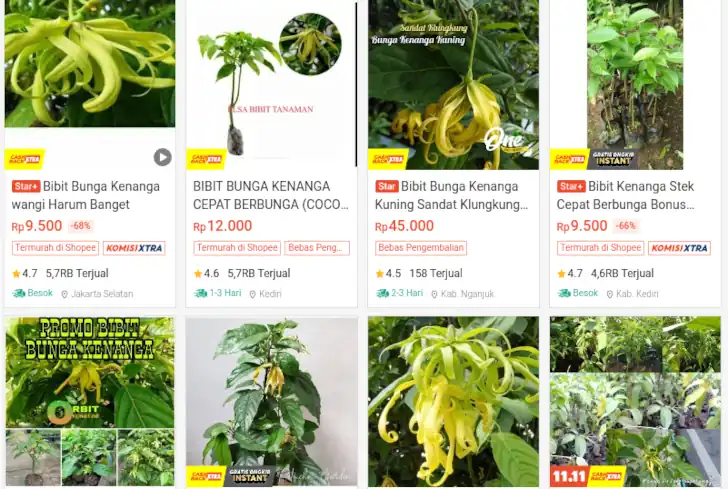 harga bibit bunga kenanga