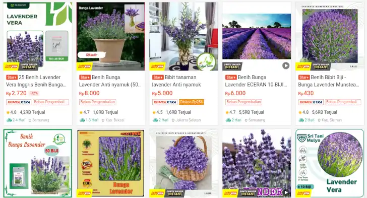 harga bibit bunga lavender