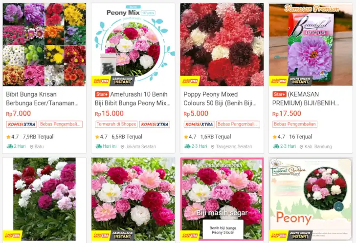 harga bibit bunga peony