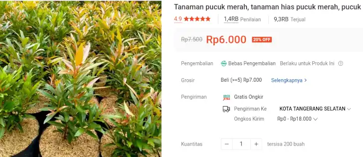 harga bibit pucuk merah