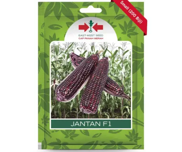 jagung jantan f1