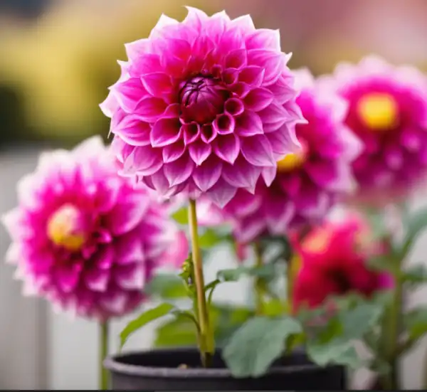 jenis bunga dahlia