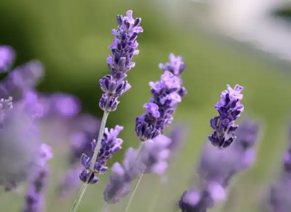 jenis bunga lavender