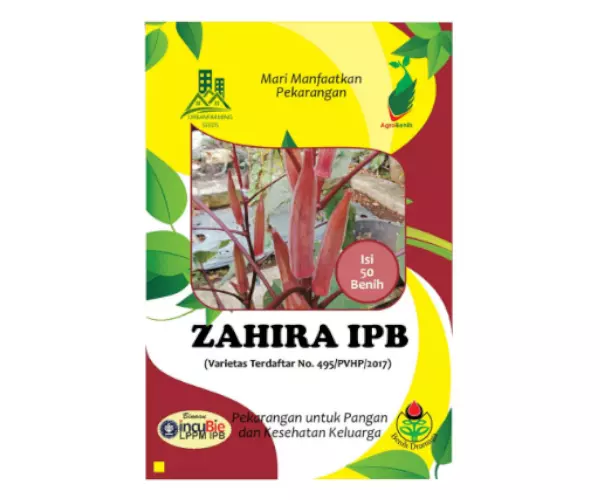 okra ungu zahira ipb