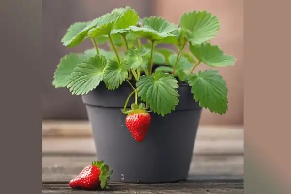 strawberry tumbuh di dataran rendah