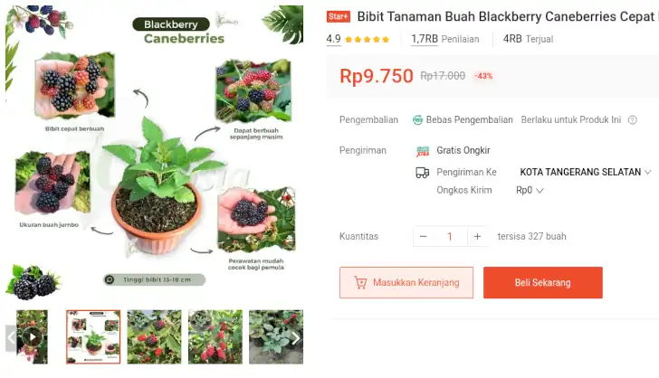 bibit blackberry cepat berbuah