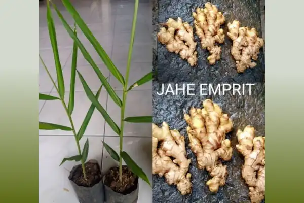 bibit jahe emprit