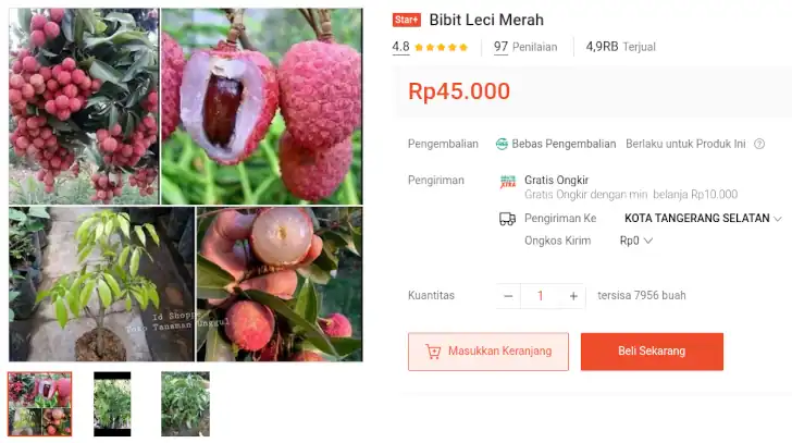 bibit leci merah