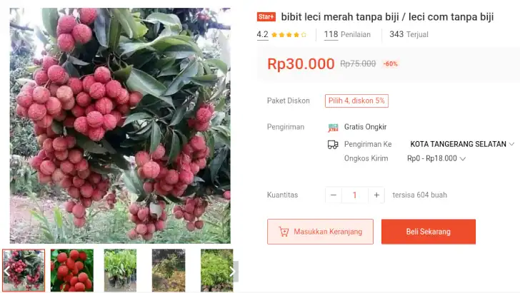 bibit leci tanpa biji