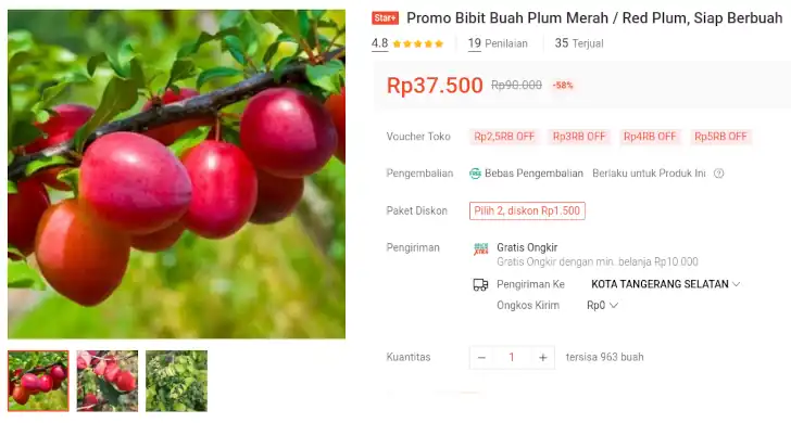 bibit plum merah