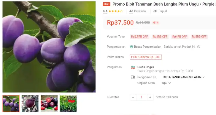 bibit plum ungu