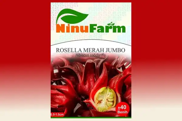 bibit rosella merah jumbo