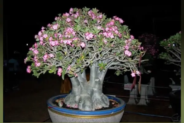 benih adenium arabikum