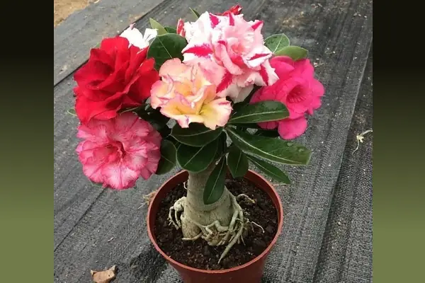 bibit adenium 5 warna