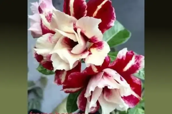 bibit adenium barame