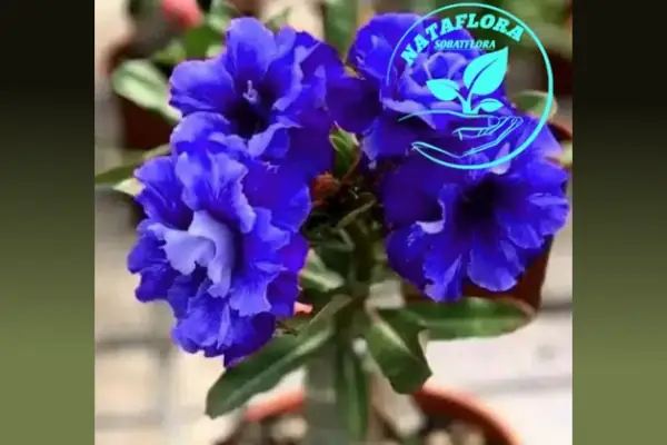 bibit adenium biru