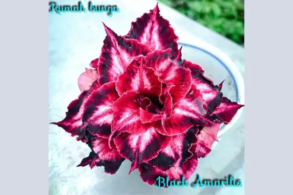 bibit adenium black amarilis