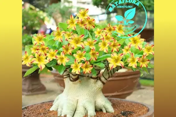 bibit adenium kuning