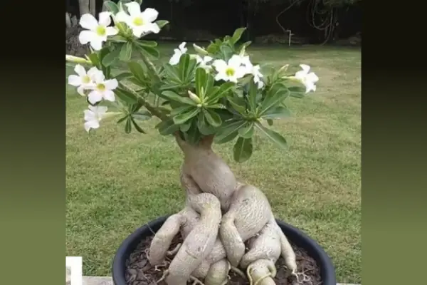 bibit adenium putih bonggol besar